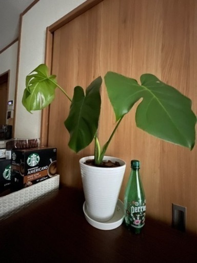 モンステラ 陶器鉢付き 観葉植物② プロフィールお読みください