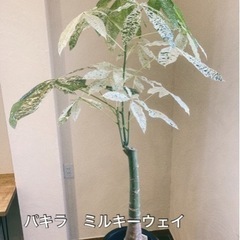 【観葉植物】パキラ アクアティカ(斑入り) ミルキーウェイ 7号