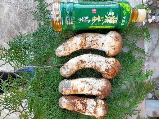 徳島産松茸!　今日(15時以降)お取引できる方のみ。