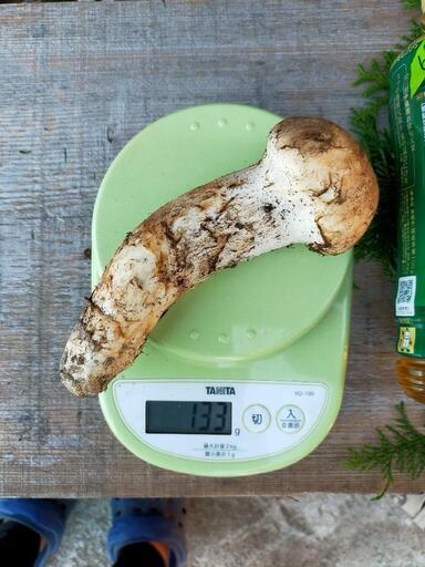 徳島産松茸!　今日(15時以降)お取引できる方のみ。