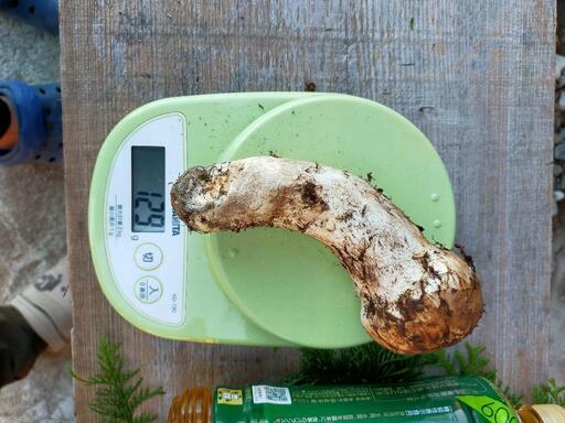徳島産松茸! 今日(15時以降)お取引できる方のみ。 販売