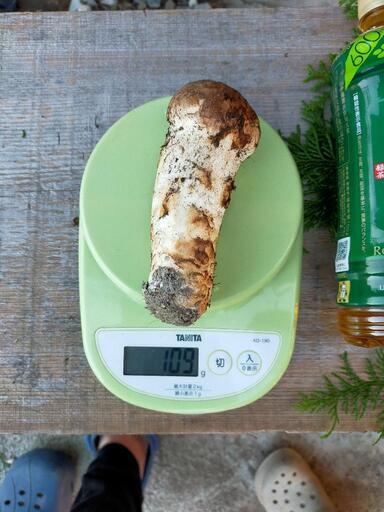 徳島産松茸!　今日(15時以降)お取引できる方のみ。