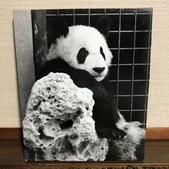 パンダ　写真パネル（白黒）