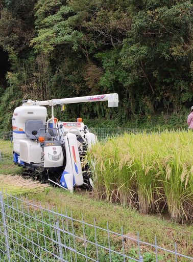 2022年（令和4）新米 米どころ丹生産米 品種ピカマル 美味しさに自信あります！ 玄米30kg入り