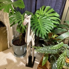 木製 白いラクダ🐫