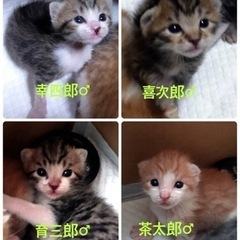 ちまちま4頭、可愛すぎる〜♡