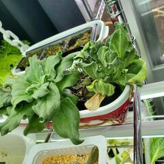 LED水耕栽培セット