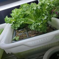 LED水耕栽培セット