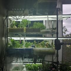 LED水耕栽培セット