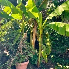 バナナの木　残り3株