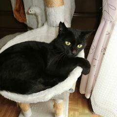 キュートな黒猫です − 兵庫県