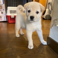 【金時】生後約１か月の子犬ちゃん(柴犬サイズ)