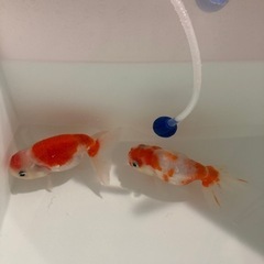 桜錦　金魚　二匹セット
