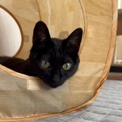 寂しんぼで穏やかな黒猫女子 − 北海道