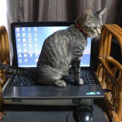 猫様用のノートパソコンください。スペックは問いません。