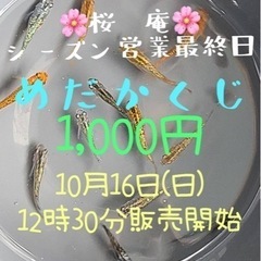 🌸桜庵🌸1,000円めだかくじやります❣️