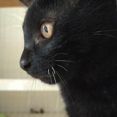 🐾7月生まれの黒猫♂「臆病者のラッくん」 - 鯖江市
