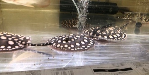 発送可能！激安純血ビッグスポットダイヤモンドポルカ　オス熱帯魚水槽