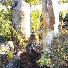 庭石　値下げしました