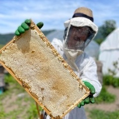日本ミツバチ、養蜂巣箱、継箱、養蜂道具 - 千曲市