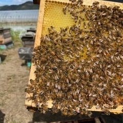 日本ミツバチ、養蜂巣箱、継箱、養蜂道具 - 買いたい/ください