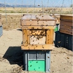 日本ミツバチ、養蜂巣箱、継箱、養蜂道具 - 助け合い
