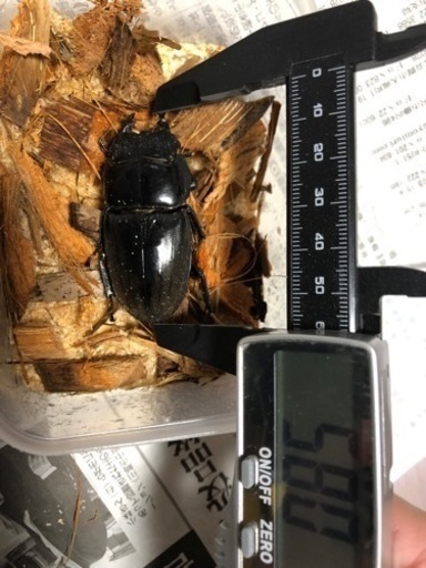 ④スマトラヒラタ大型♀58mm