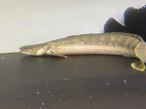ポリプテルスビキールビキール シャリ川産 37cm±