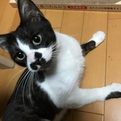 甘えん坊のゆめちゃん🐈‍⬛ − 沖縄県