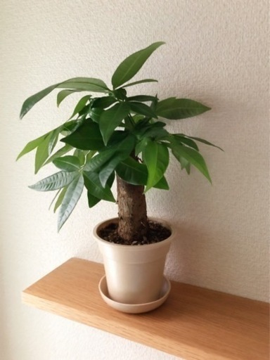観葉植物　パキラ(28)　32cm　ナチュラルカラーの3.5号の鉢と受け皿付き