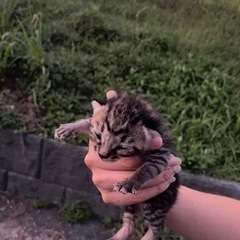 9月末あたり生まれの元気な仔猫