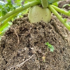 野菜【ミニ大根】