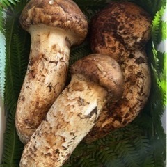 天然徳島県産松茸370g早い者勝ち！！