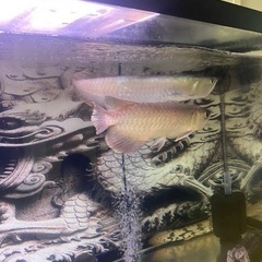 熱帯魚