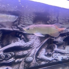 熱帯魚