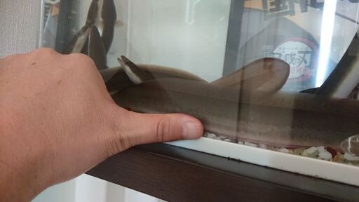 うなぎ 6匹 観賞用に