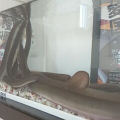 うなぎ 6匹 観賞用に