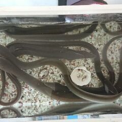 うなぎ 6匹 観賞用に