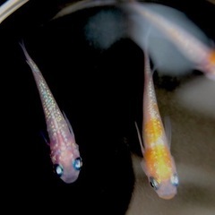 【完売しました】王華　メダカの稚魚〜幼魚　１０匹