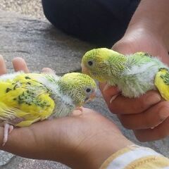 セキセイインコの雛