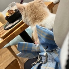 猫好きなお友達募集