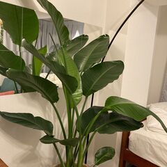 【ネット決済】【観葉植物】オーガスタ　180cm