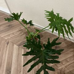 【ネット決済】【観葉植物】セローム　100cm×60cm