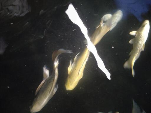 黄金ヒレナガ鯉