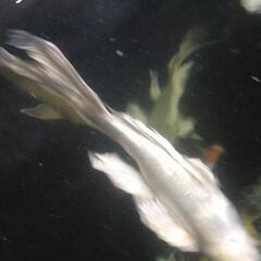 プラチナヒレナガ鯉