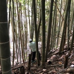 孟宗竹を探しています − 島根県