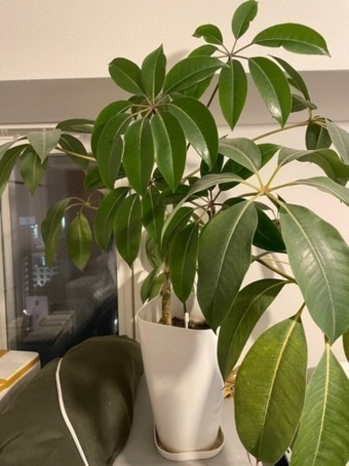観葉植物 ツピダンサス 大型 10号11号