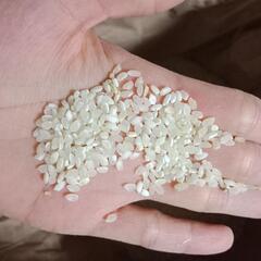 4年の玄米と白米