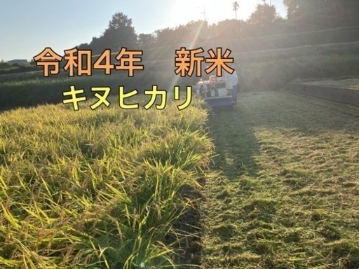 令和4年新米　キヌヒカリ　30Kg 玄米