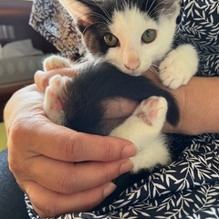 かわいい前髪のシロクロ子猫ちゃん